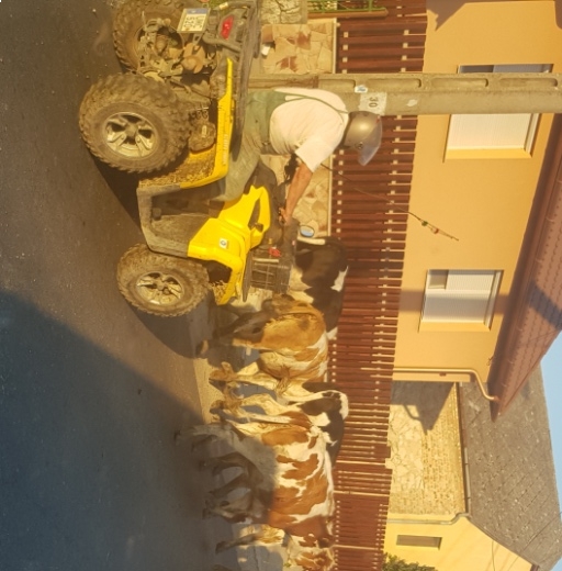 Tehénpásztor napjainkban