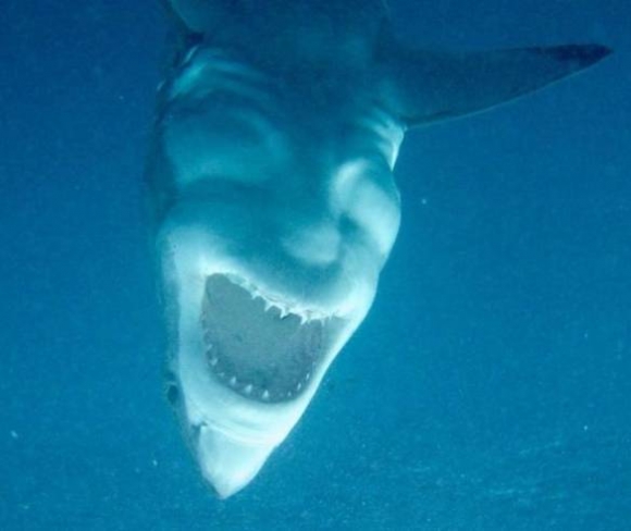 Ha nem egy cápát látsz, akkor...