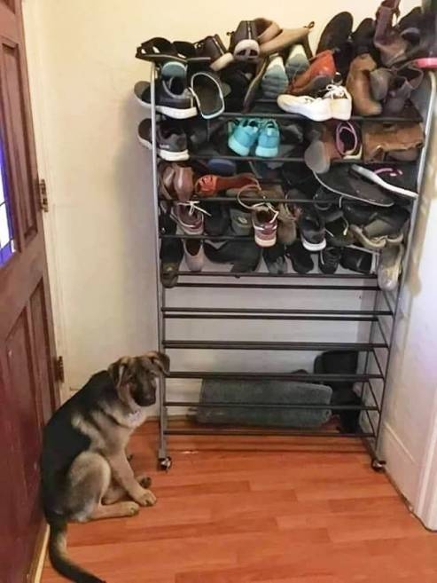 Szereti megrágni őket...