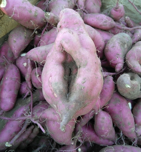 Batáta ( édesburgonya ) punci