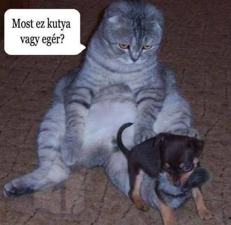 Mirca gondolkodóba esett