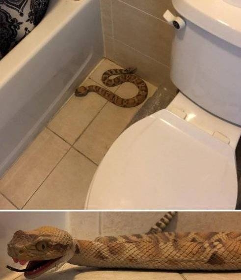 Egy bizarr reggeli tréfa