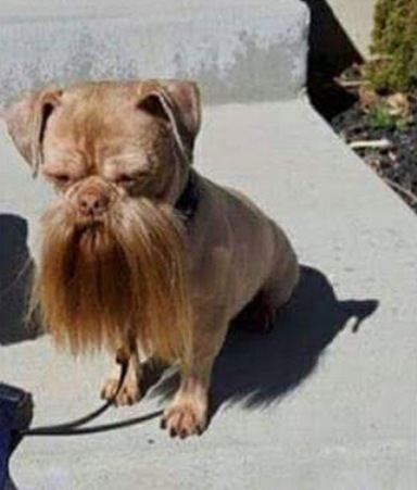 Amikor a kutyád túltolja a viking metált