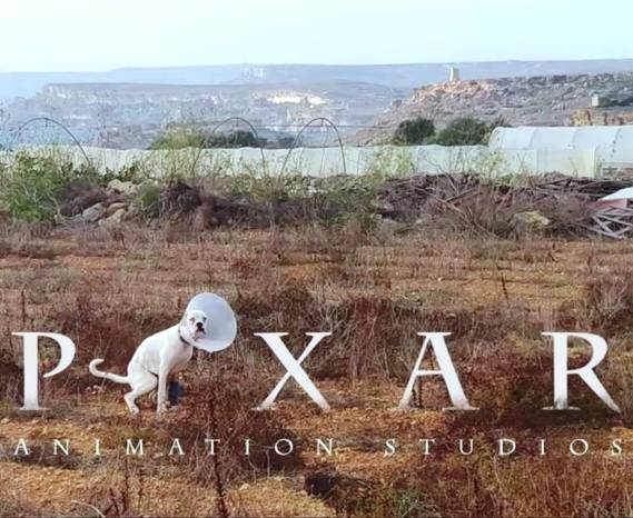 A kutyát Pikknek hívják…