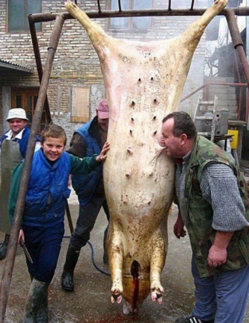 Lassan indul a disznóvágási szezon