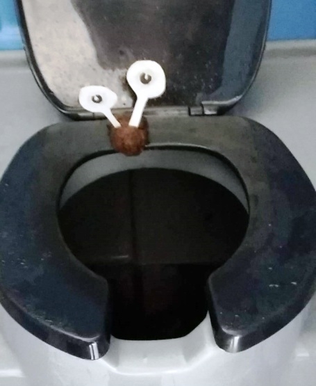 Egy nagyon ritka puhatestű - Csoki csiga