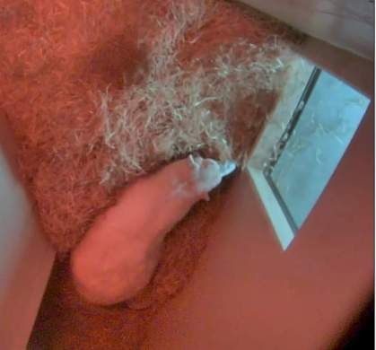 Te is benézted elsőre?