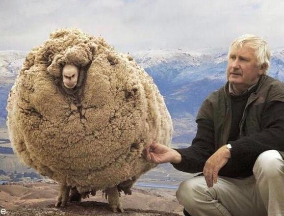 Elbújt, mert nem akarta, hogy megnyírják...