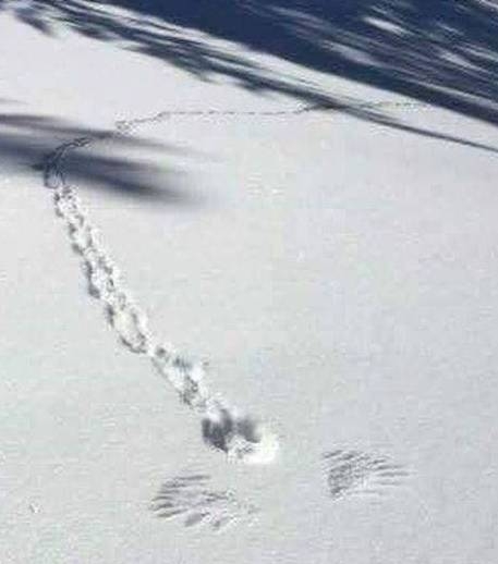 Nyuszika téli kalandjai - Befejező rész