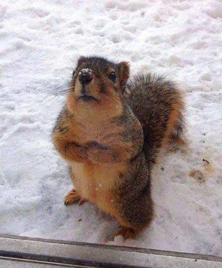 Bocsi hogy zavarlak, de nincs kaja a madáretetőben