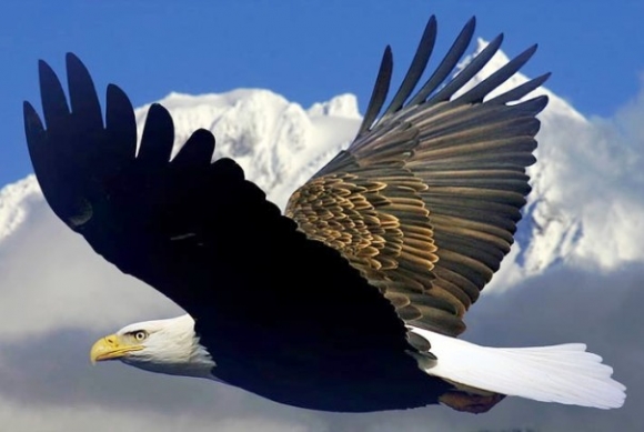 Láttál már sast azon aggódni, hogy...