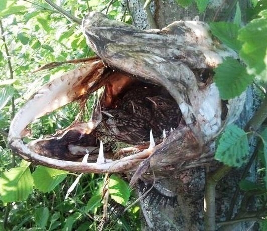 Bizarr madárfészek