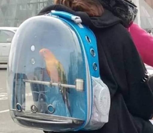 Pityukát elvitték kicsit várost nézni