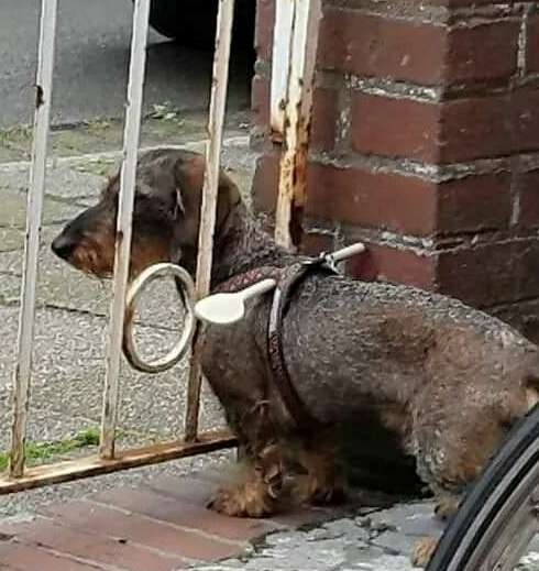 A nap, amikor a gazdi rájött, hogy egyszerűbb...