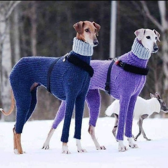 Agár hiszitek, agár nem, de hideg ebre fordult az idő…