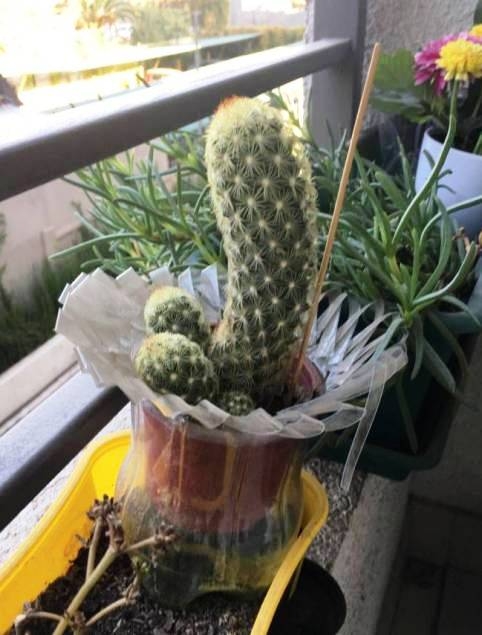 Kaptam ajándékba egy f@sza kis kaktuszt