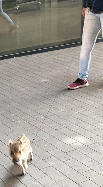 Vadmalac a sétáló utcán