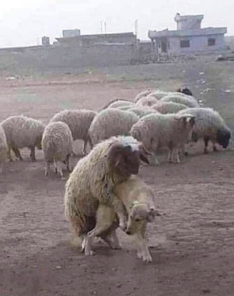 Hivatalos személy elleni erőszak