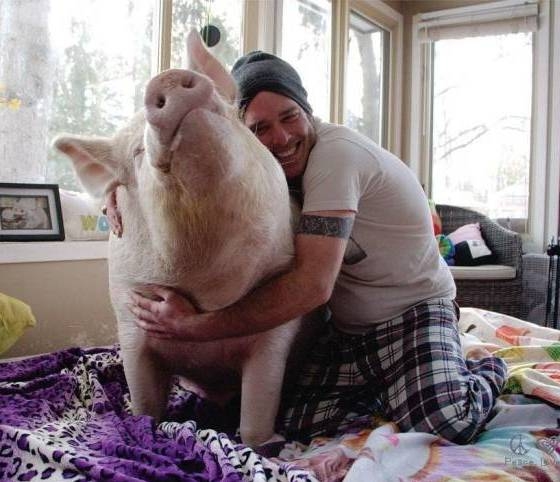 Náluk ő a házi kedvenc