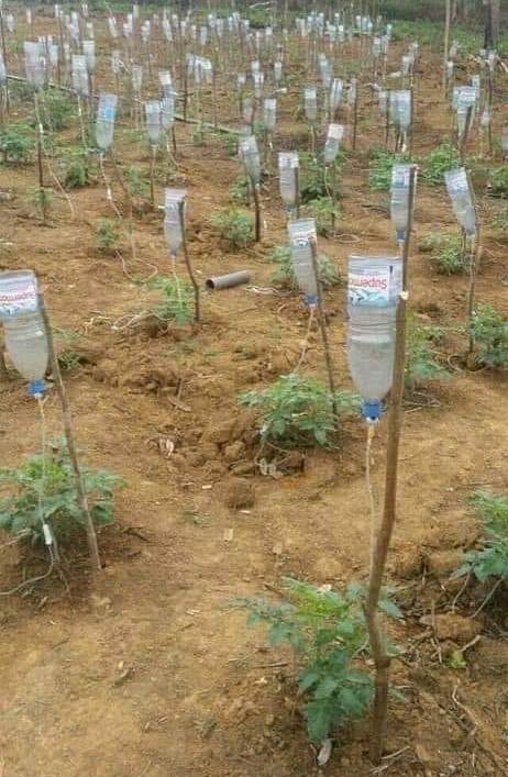 Amikor egy ápolónő nekiáll kertészkedni