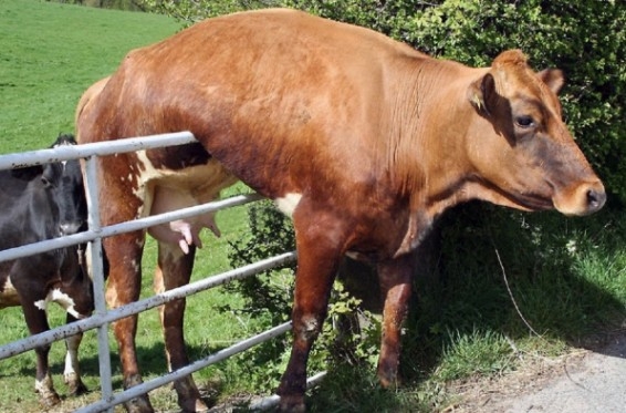 Két tehén beszélget...