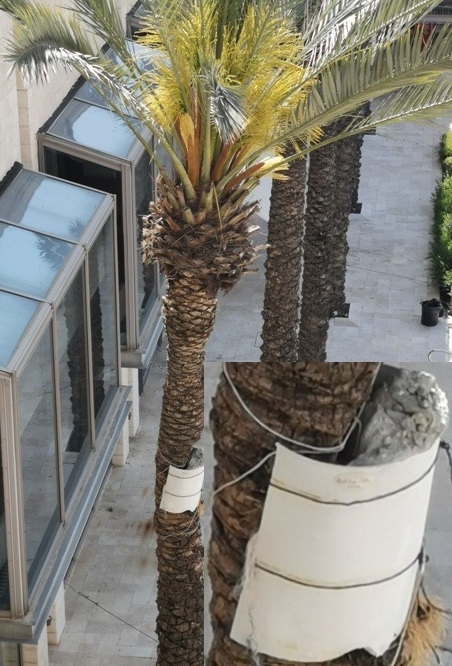 Pálmafa repair level 99 - Izrael