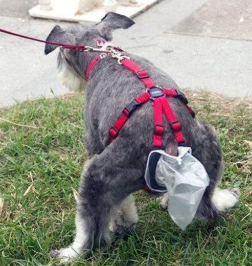 Ha nem akarod szedegetni a kutyagumit