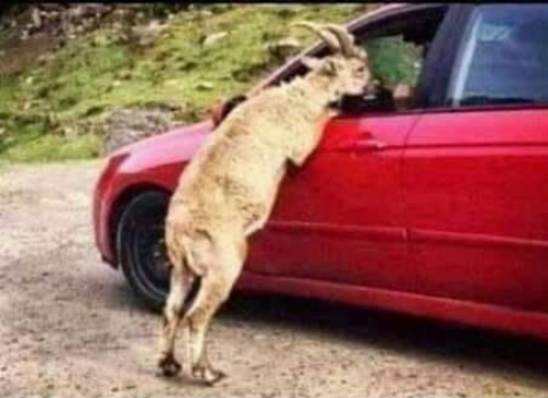 Neked 50 euro Ahmed, de csak gumival!