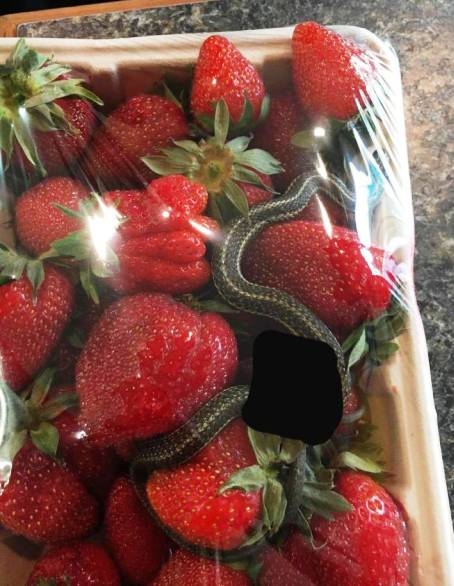 Kígyó az eper között...