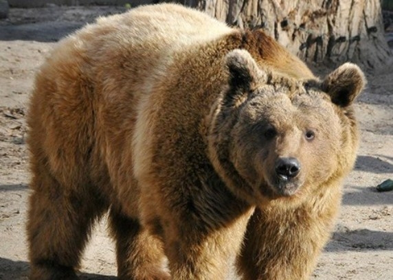 Meddig lehet a medvével nyugodtan beszélgetni?