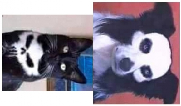 Amikor a háziállataid az előző életükben metálzenészek voltak...