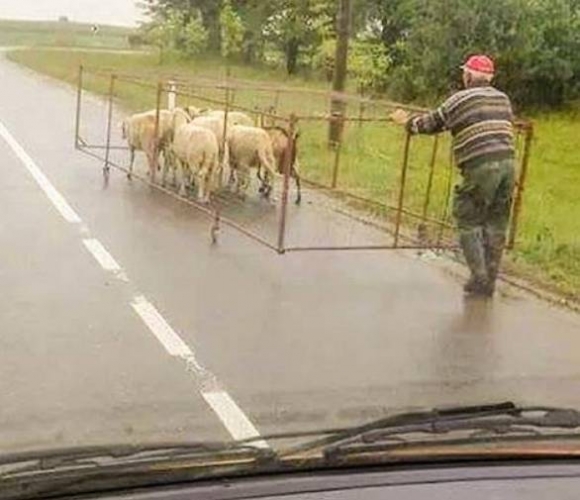 Birkaterelés kutya nélkül