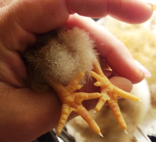 Csibefutam indul 5 ujjal