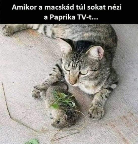 Mirca az új sztárséf