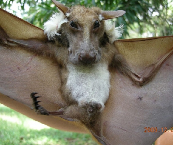 Buettikofer vállrojtos repülőkutya Nyugat-Afrikából