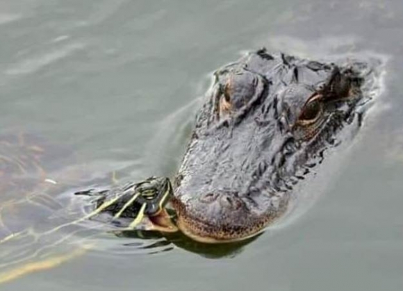 Menj haza teknős...