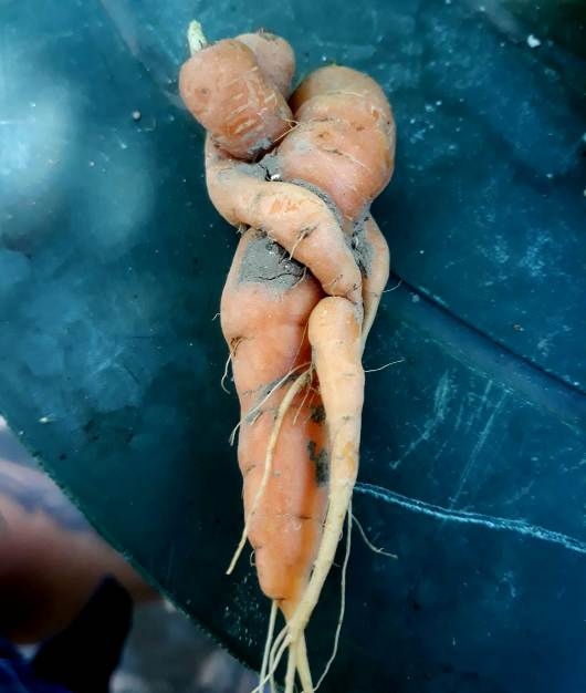 Ha már a répák is csinálják, akkor mindenkinek lehet