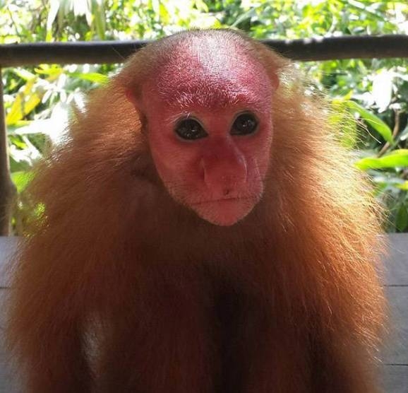 Ne röhögj, te sem vagy szebb!