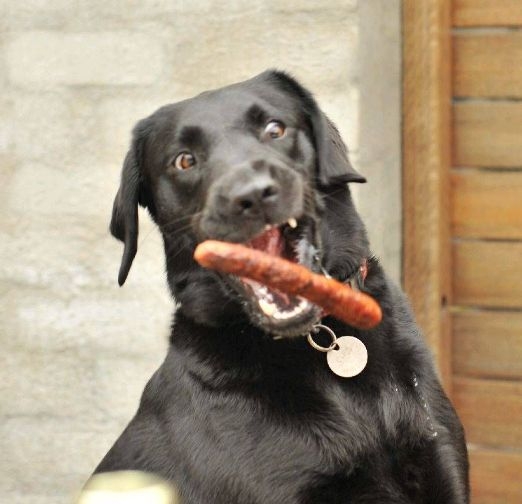 A kutyám annyira szereti a fokhagymát, hogy...