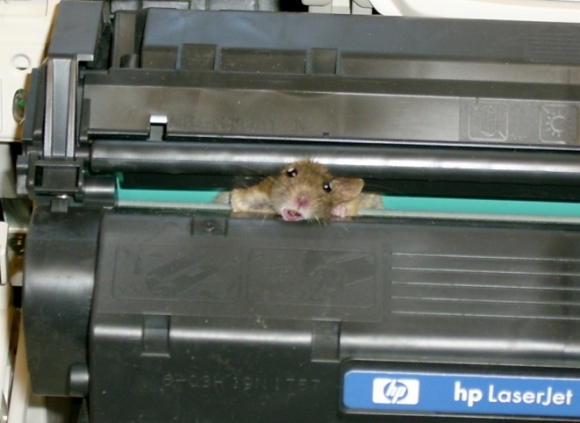 Vajon, hogy került oda?