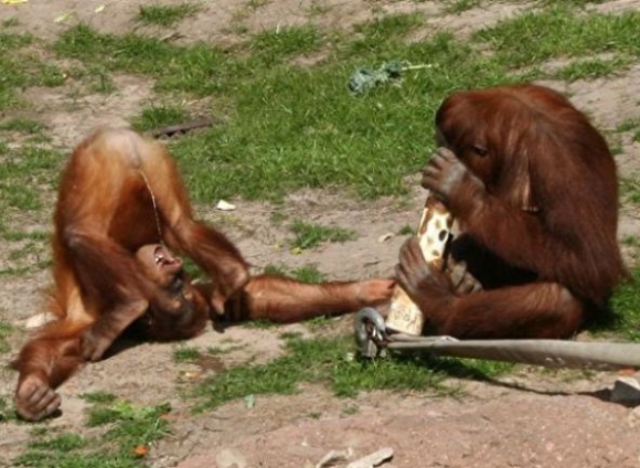 Ez már az unalom tetőfoka