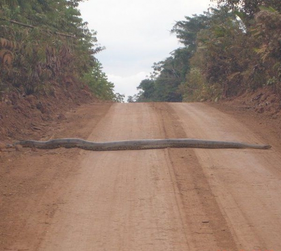 Dél-amerikai fekvőrendőr