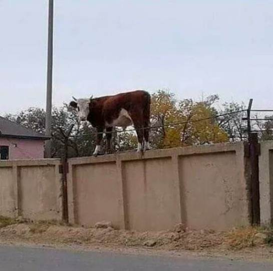 Vajon, hogy került oda?