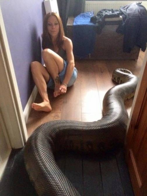 Méretes házi kedvenc