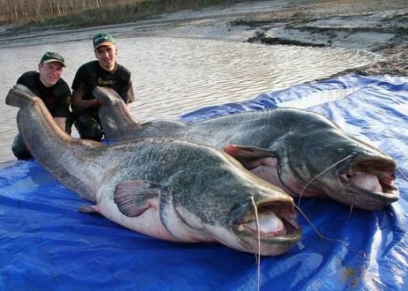 Ez az igazi jófogás