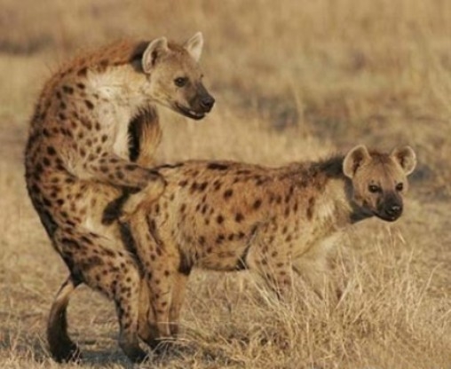 A hiénák napi 6-szor szexelnek...