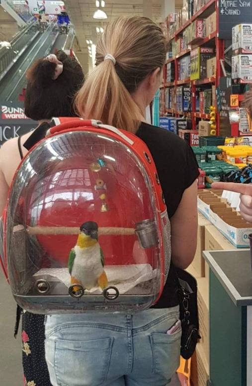 Elvitték világot látni