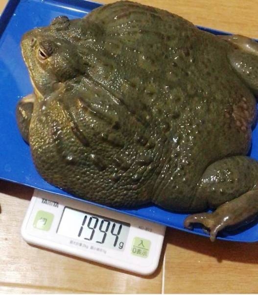 Szép méretes példány