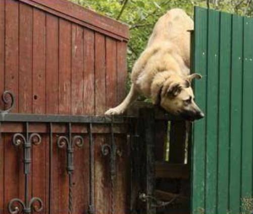 Rex a nyugdíjasoknál is jobban várja a postást