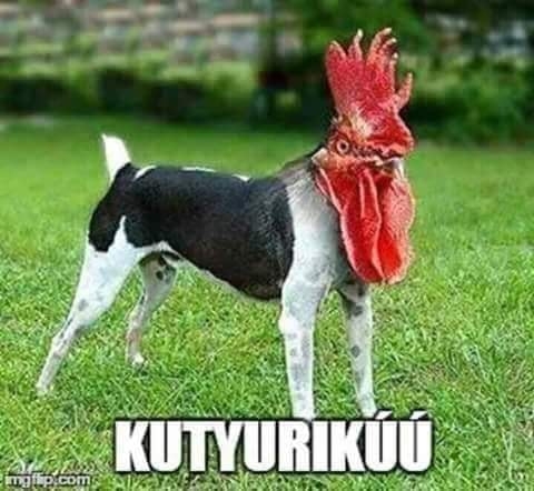 Kutyurikúú, jó reggelt!